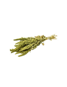 Foliage Amaranthus, punga 12g, Colorarte
