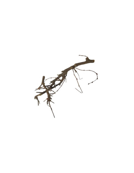 Foliage Bonsai, punga 1 buc, Colorarte