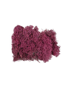 Licheni stabilizati, siclam, punga 20g, Colorarte, Q1