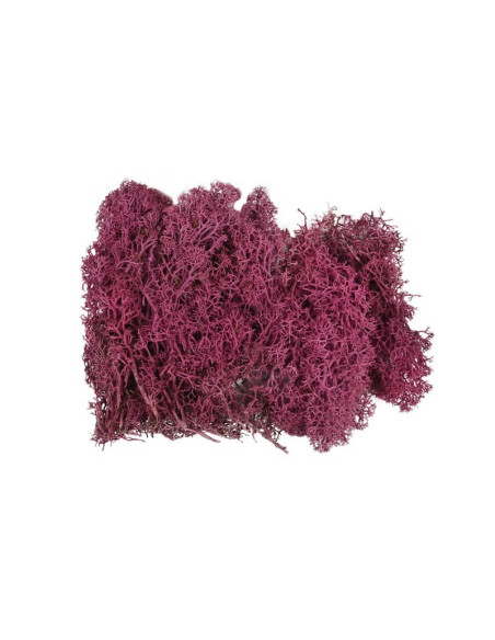 Licheni stabilizati, siclam, punga 20g, Colorarte, Q1