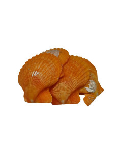 Accesorii creatie - scoici, orange, 5-6cm, set 5 buc, Colorarte