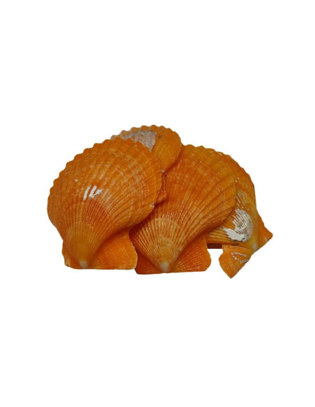 Accesorii creatie - scoici, orange, 5-6cm, set 5 buc, Colorarte
