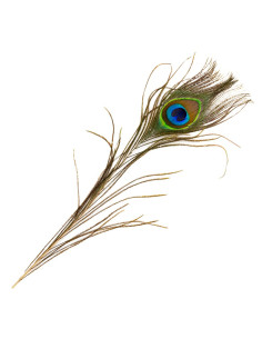 Accesorii creatie - pana paun, 25cm, Colorarte