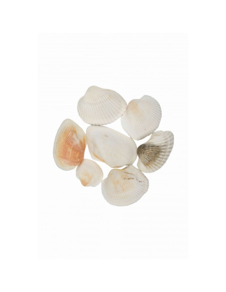 Accesorii creatie - scoici, 70g, set 6-9 buc, Colorarte, 6902